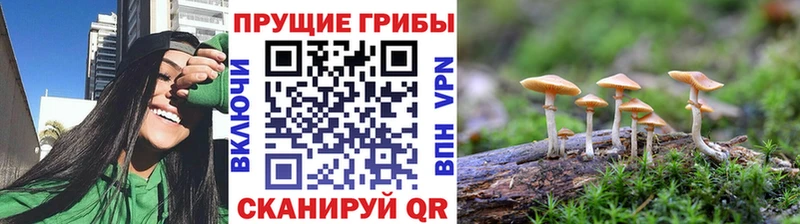 кракен ТОР  Холмск  Псилоцибиновые грибы Magic Shrooms 